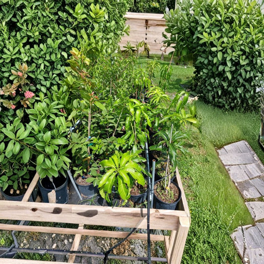 Lemon Zest Mango Tree – Mangifera indica Grafted Organic Live Tree | 3–4 Feet Tall | Rare Florida Variety  Citrus Sweet-Tart Flavor | Fiberless Fruit | Tropical Specialty