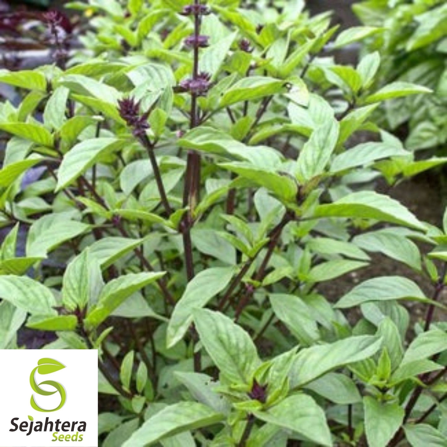 Persian Basil Seeds 250+ | Black Licorice Herb Ocimum Basilicum NON-GMO USA
