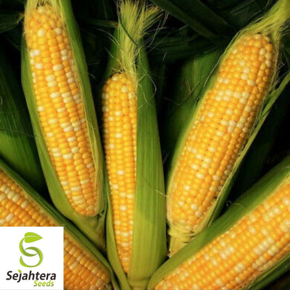 Peaches and Cream Corn Seeds 25 Ct | Sweet Vegetable Garden NON-GMO USA