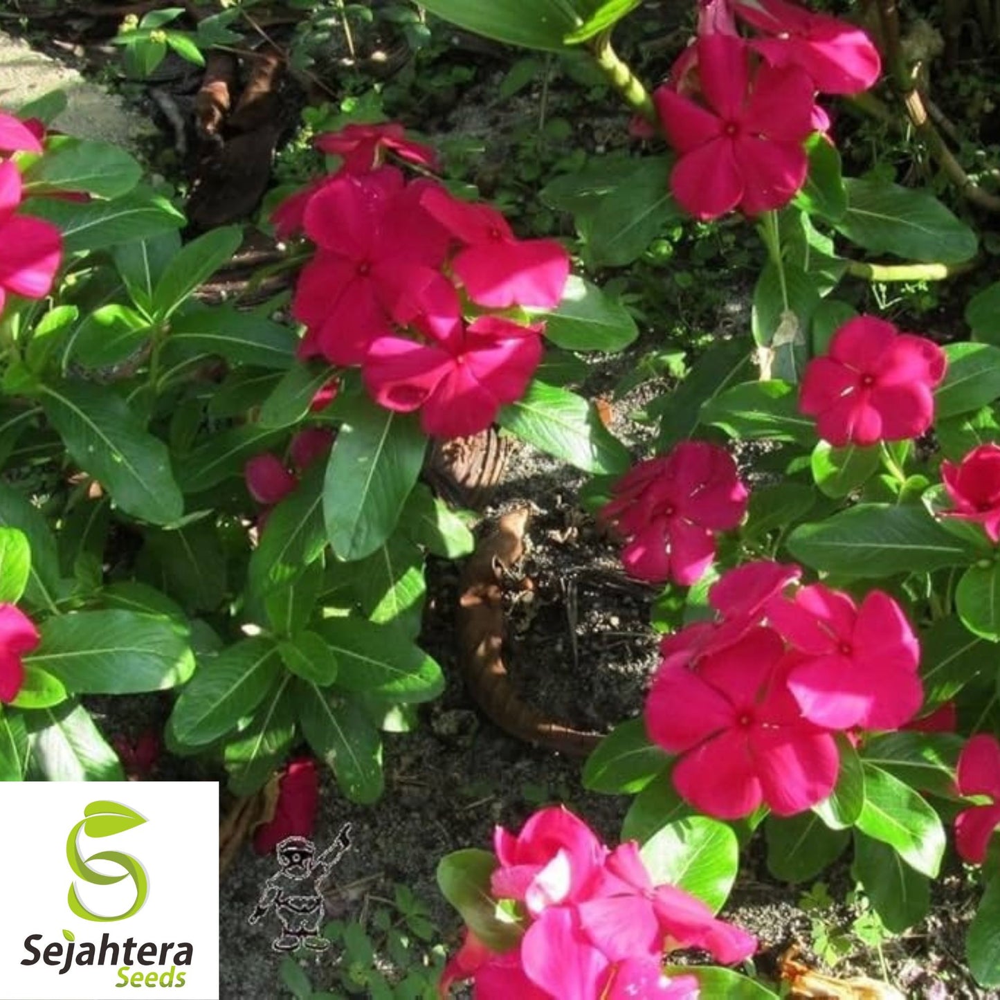 100+ Dwarf Pink Periwinkle Seeds {Vinca Rosea Delicata} Ground Cover