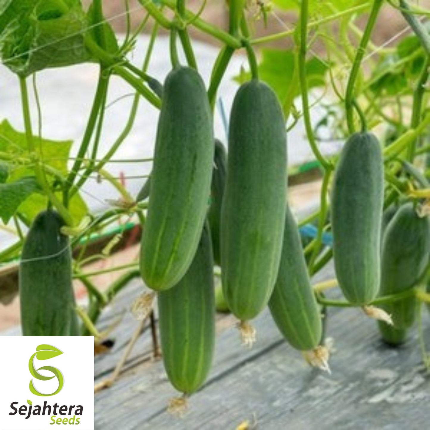 Muncher Cucumber Seeds - 50 Heirloom, Organic, Non-GMO & Crisp