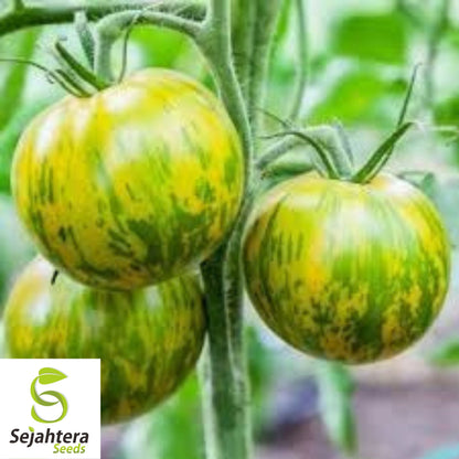 Green Zebra Tomato Seeds - 120+ Heirloom, Organic, Non-GMO & Fresh