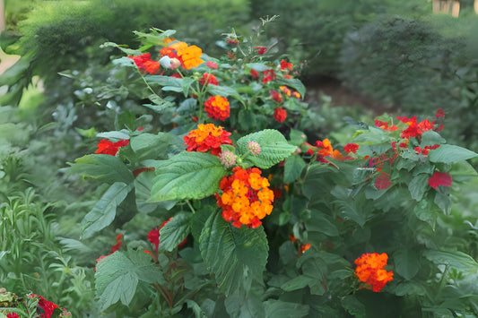 Colorful Lantana Plants - Qty (4) 6 in Pots - Lantana camara - Hardy Ornamental Shrubs for Garden, Attracts Pollinators