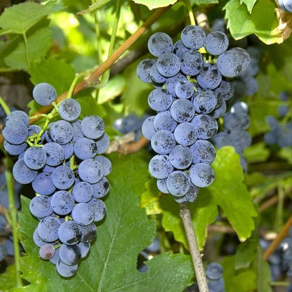 1 Riverbank grape vie seedling LIVE PLANT