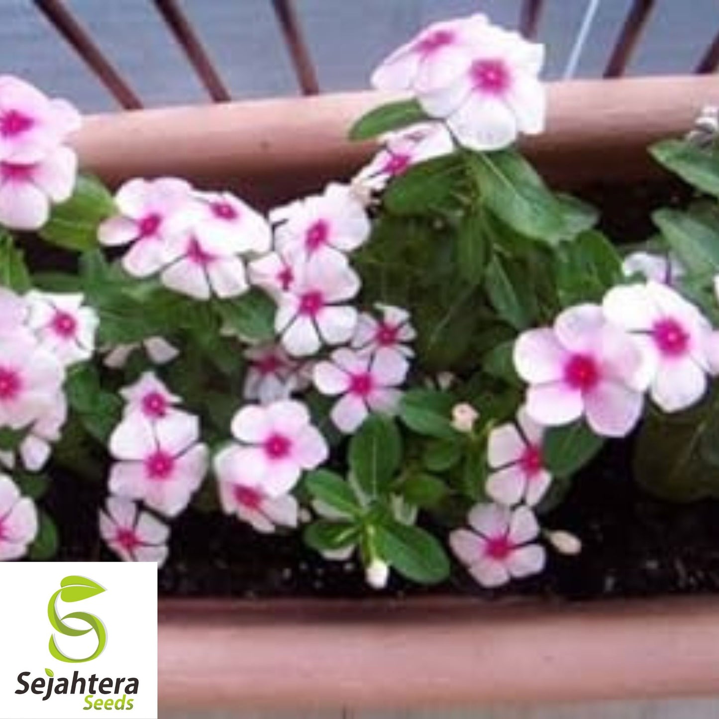 100+ Dwarf Pink Periwinkle Seeds {Vinca Rosea Delicata} Ground Cover