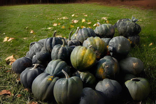 Acorn Squash Table King Squash (Cucurbita pepo 'Table King')