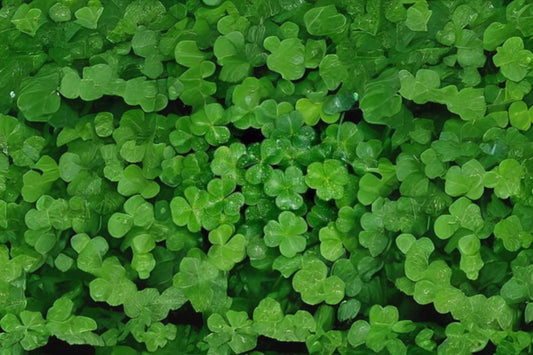 Marsilea crenata Portion Cup 3.5 oz - Dwarf Water Clover for Freshwater Aquarium