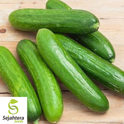 Muncher Cucumber Seeds - 50 Heirloom, Organic, Non-GMO & Crisp
