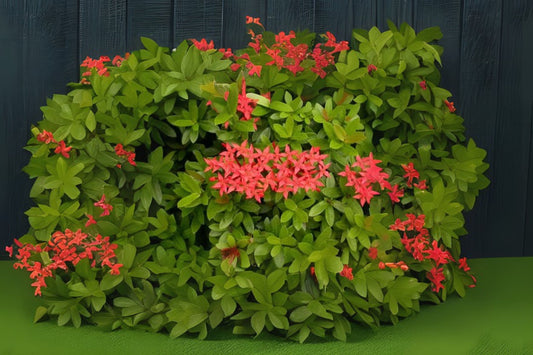Qty (4) Large Vibrant Chinese Ixora Shrubs - Year-Round Yellow Blooms - Ixora chinensis - Tropical Evergreen Plants