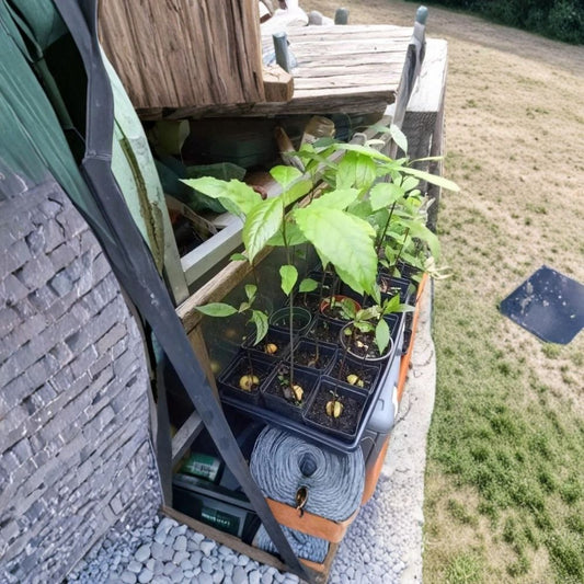 Avocado Tree – Persea americana  Live Avocado Plant | 1–2 Feet Tall Fruit Tree • Garden & Container Growing Heat Pack Included for Winter Shipping