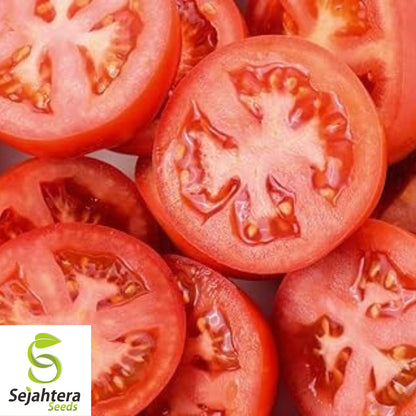 100 Moneymaker Tomato Seeds - Heirloom, Non-GMO, USA Vegetable Garden