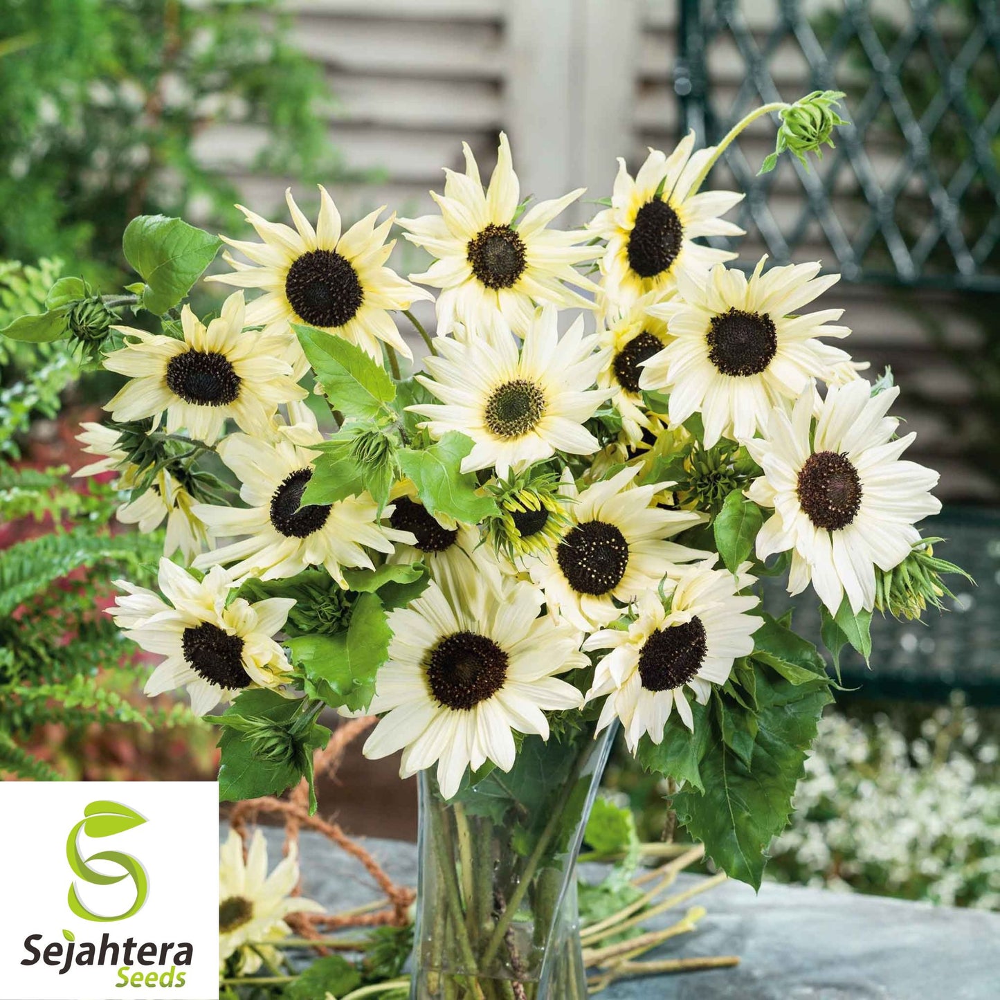 50 Italian White Sunflower Seeds - Non-GMO, Helianthus Debilis, Elegant Blooms