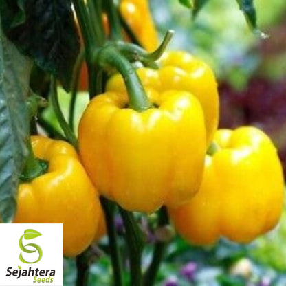 Golden Cal Wonder Bell Pepper Seeds 50+ | Yellow Sweet Vegetable Garden USA