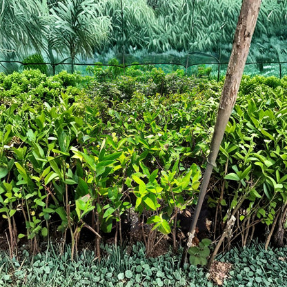 Black Pearl Wax Apple – Syzygium samarangense ‘Black Pearl’ Live Tropical Fruit Tree | 1–2 Feet Tall | Includes 3 Gallon Pot  Dark Glossy Fruit | Crisp & Juicy | Tropical Garden Favorite