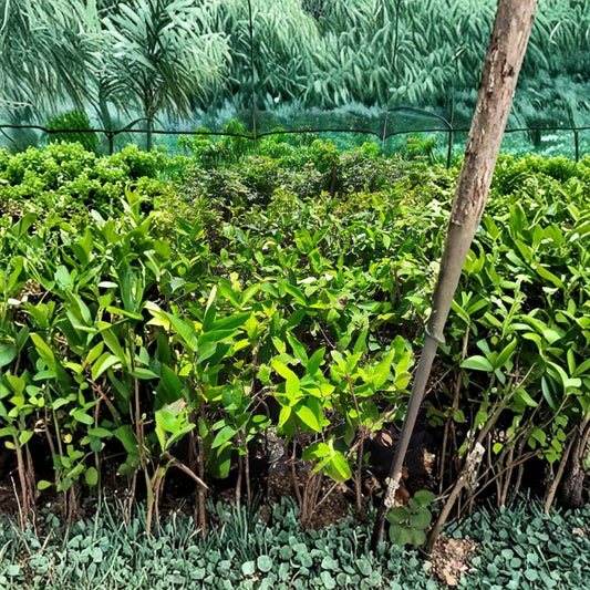 Black Pearl Wax Apple – Syzygium samarangense ‘Black Pearl’ Live Tropical Fruit Tree | 1–2 Feet Tall | Includes 3 Gallon Pot  Dark Glossy Fruit | Crisp & Juicy | Tropical Garden Favorite