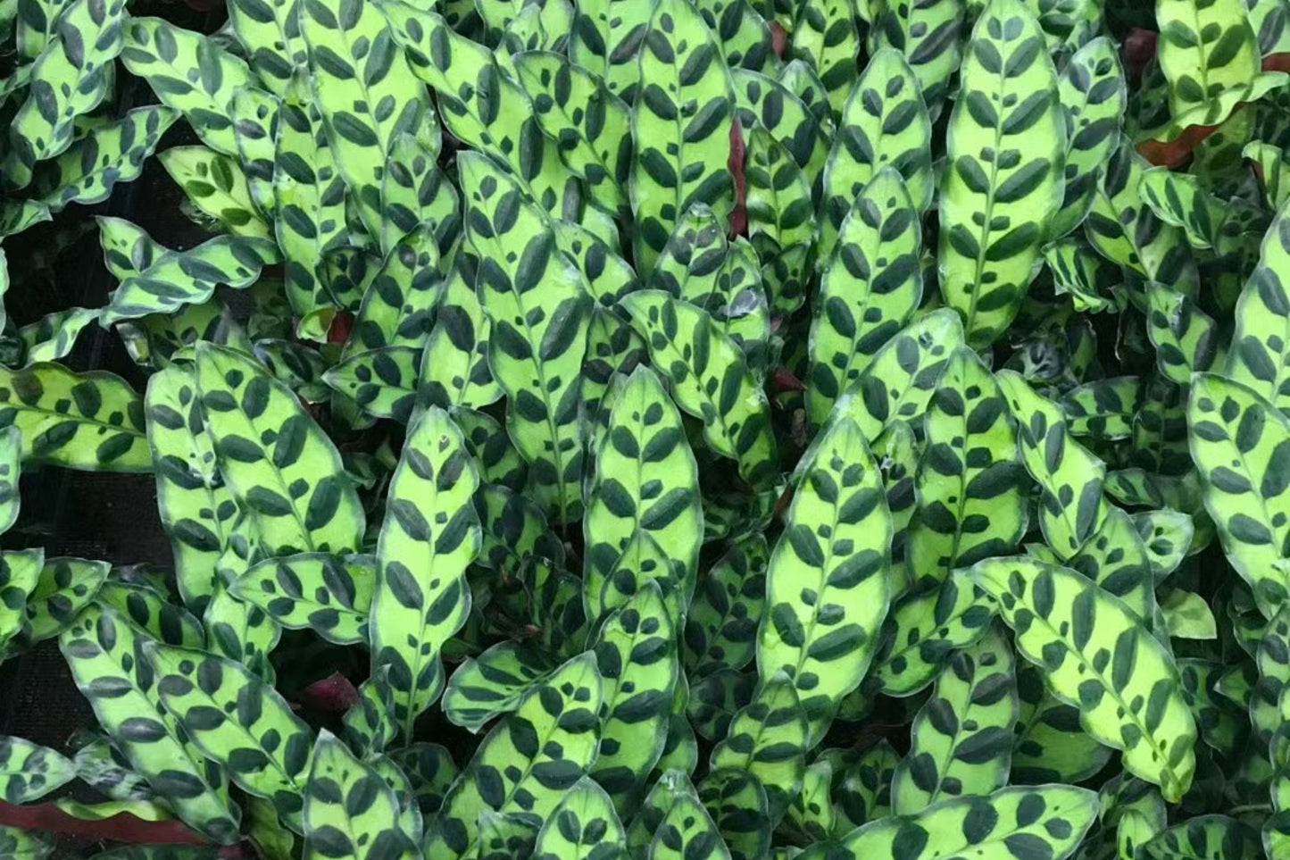 Calathea Lancifolia Rattlesnake Plant in 6" Pot | Indoor Houseplant | Easy Care Tropical Foliage | Calathea sp.