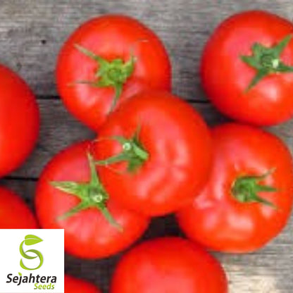 100 Moneymaker Tomato Seeds - Heirloom, Non-GMO, USA Vegetable Garden