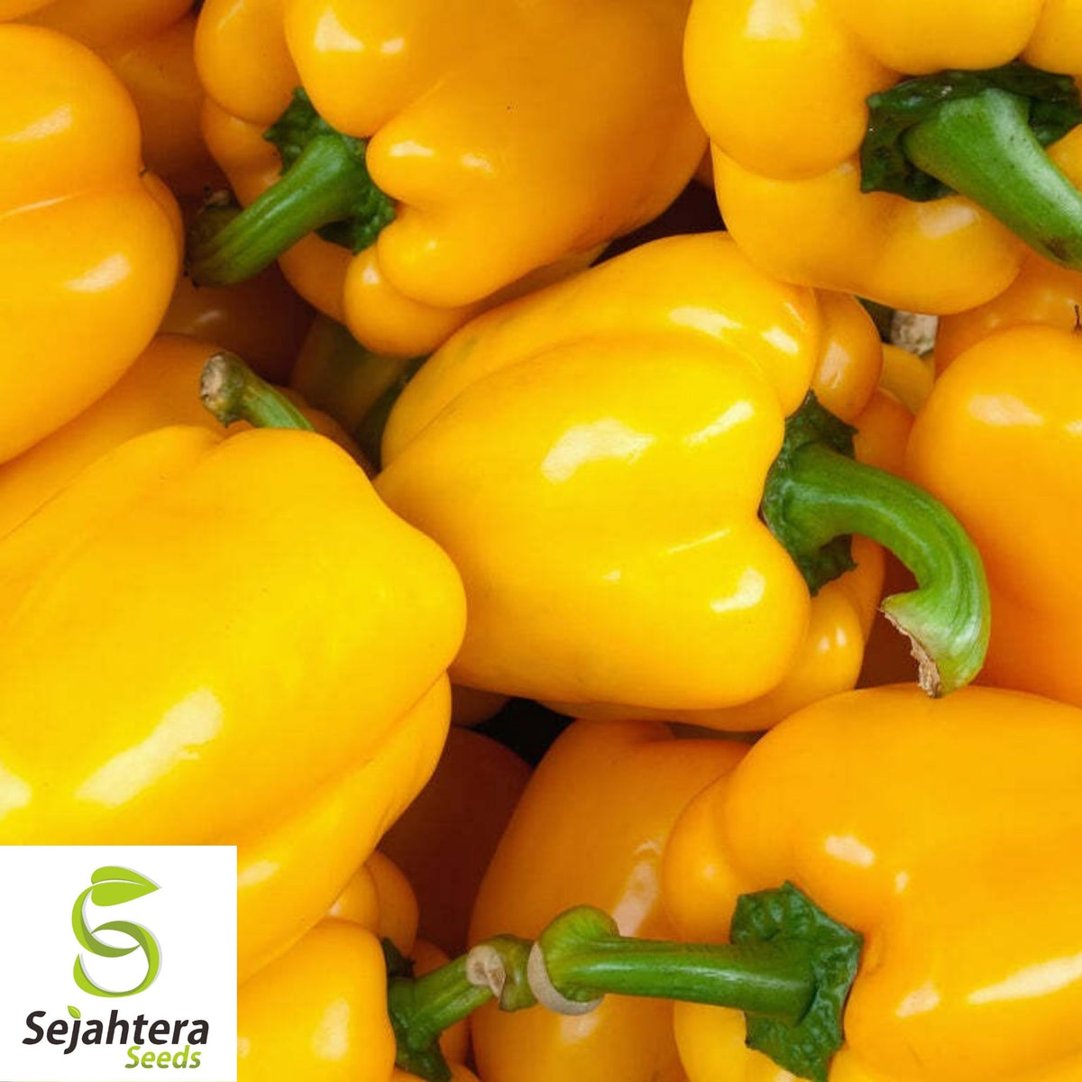 Golden Cal Wonder Bell Pepper Seeds 50+ | Yellow Sweet Vegetable Garden USA