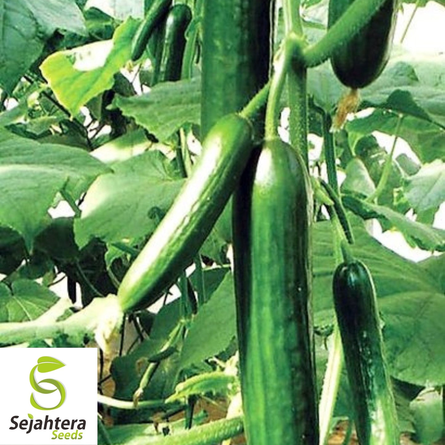Muncher Cucumber Seeds - 50 Heirloom, Organic, Non-GMO & Crisp