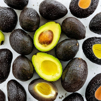 Avocado Tree – Persea americana  Live Avocado Plant | 1–2 Feet Tall Fruit Tree • Garden & Container Growing Heat Pack Included for Winter Shipping