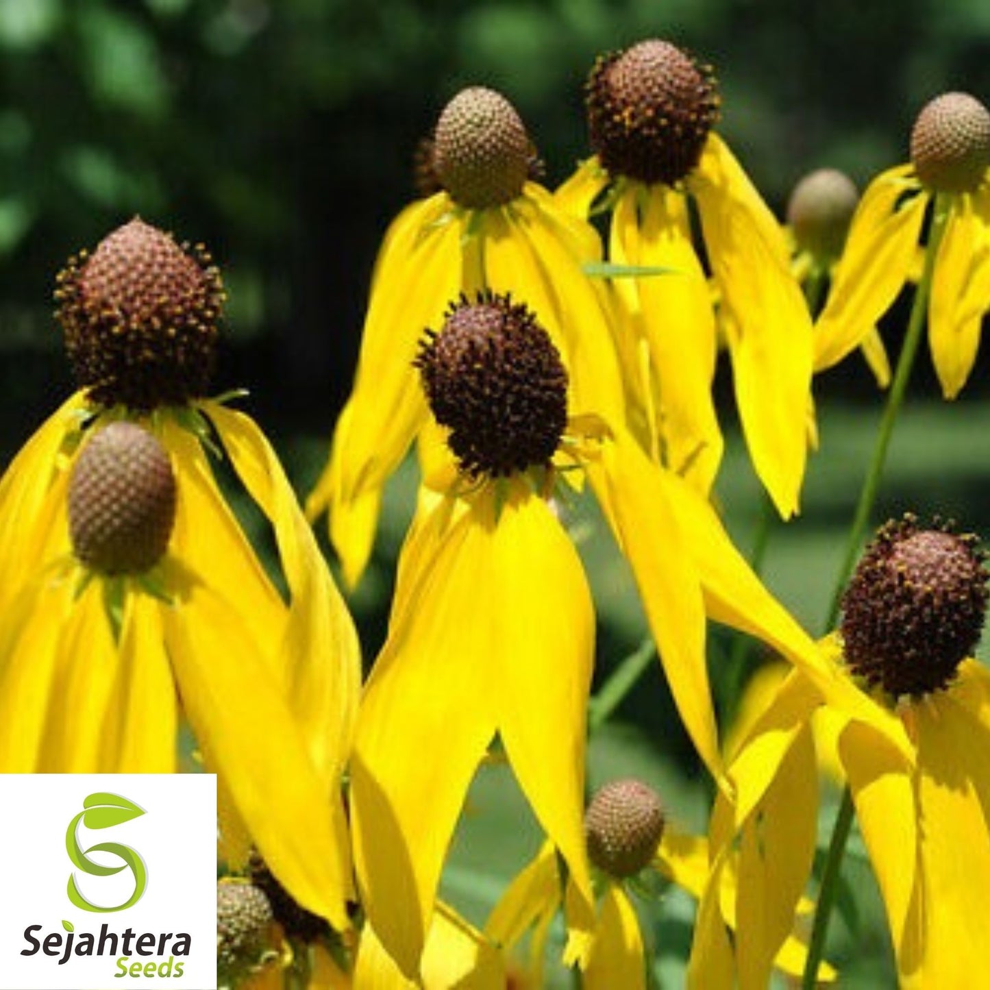 Yellow Prairie Coneflower Seeds 300+ | Ratibida Wildflower USA