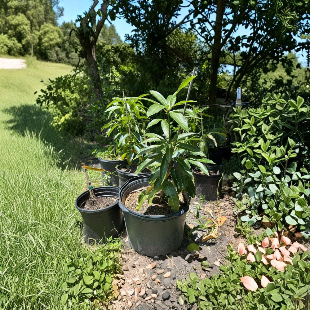 Haden Mango Tree – Mangifera indica Grafted Live Tree | 2–4 Feet Tall | Florida Grown  Classic Florida Variety | Early Fruiting | Ships to All States