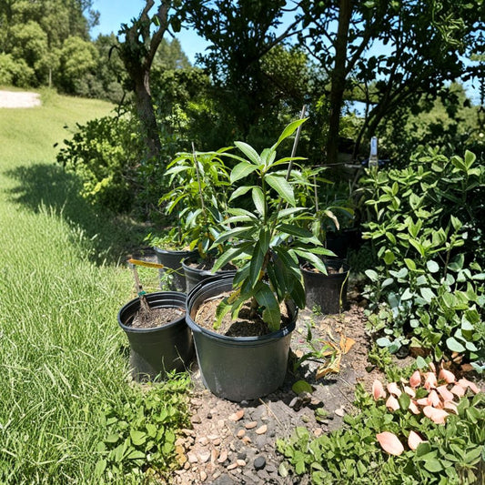 Haden Mango Tree – Mangifera indica Grafted Live Tree | 2–4 Feet Tall | Florida Grown  Classic Florida Variety | Early Fruiting | Ships to All States