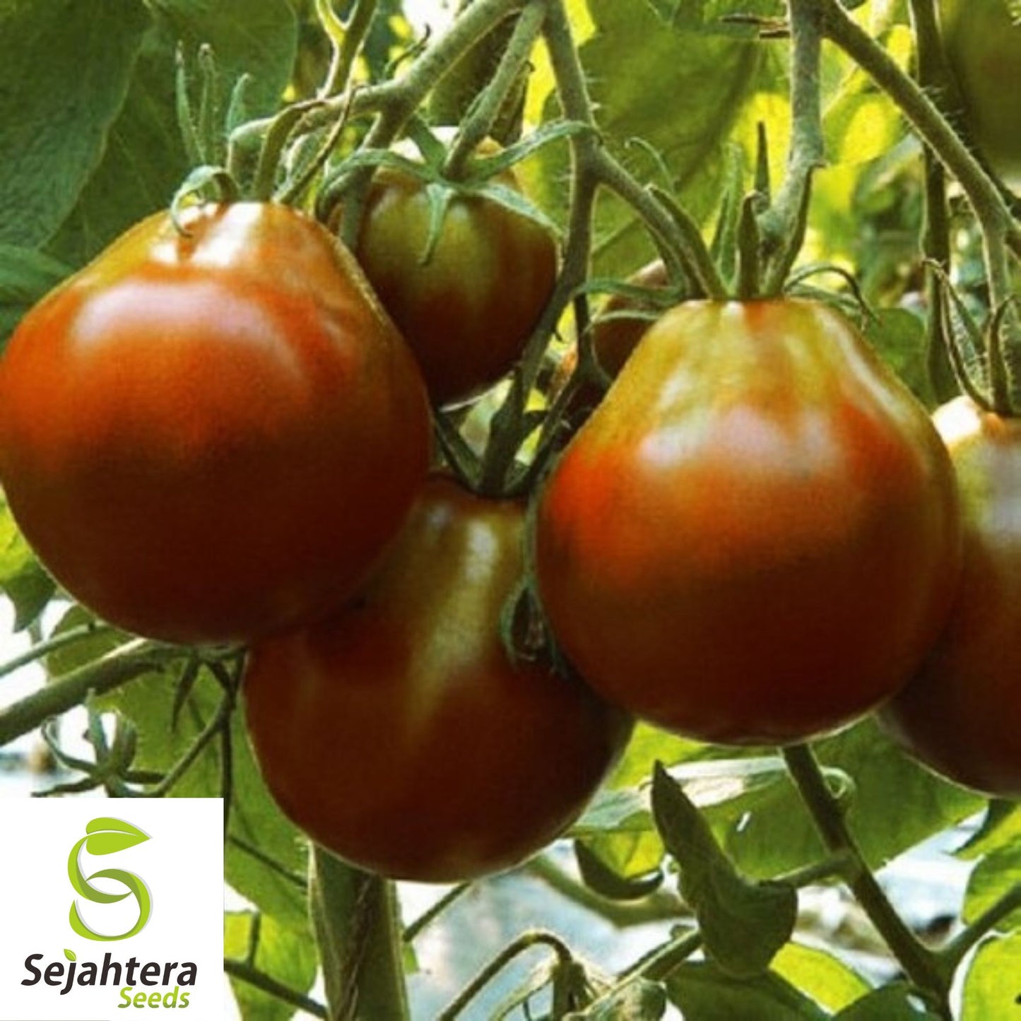 30 Black Truffle Tomato Seeds - Non-GMO, Sweet & Exotic Heirloom Variety