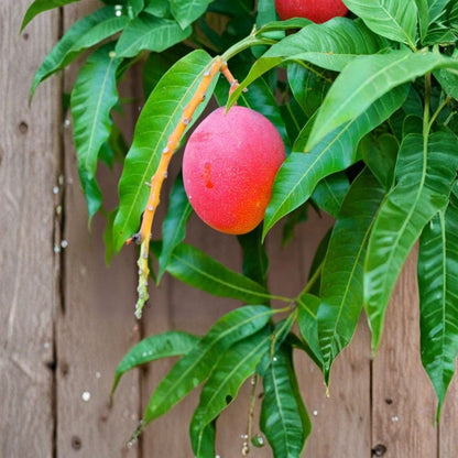 Haden Mango Tree – Mangifera indica Grafted Live Tree | 2–4 Feet Tall | Florida Grown  Classic Florida Variety | Early Fruiting | Ships to All States
