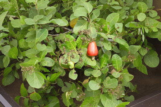 Cashew (Anacardium occidentale)