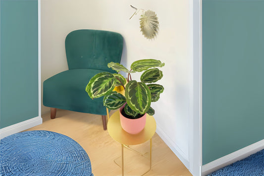 Calathea x 'Medallion' 6" Pot - Decorative Ornamental Plant, Unique Leaf Patterns, Tropical Houseplant, Ideal for Indoor Decor