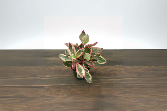 Peperomia Ginny Variegated Plant 4" Pot | Easy-to-Grow Indoor Houseplant | Peperomia caperata