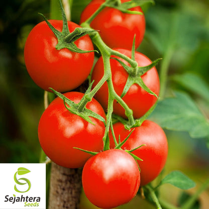100 Moneymaker Tomato Seeds - Heirloom, Non-GMO, USA Vegetable Garden