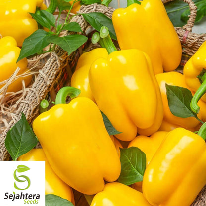 Golden Cal Wonder Bell Pepper Seeds 50+ | Yellow Sweet Vegetable Garden USA