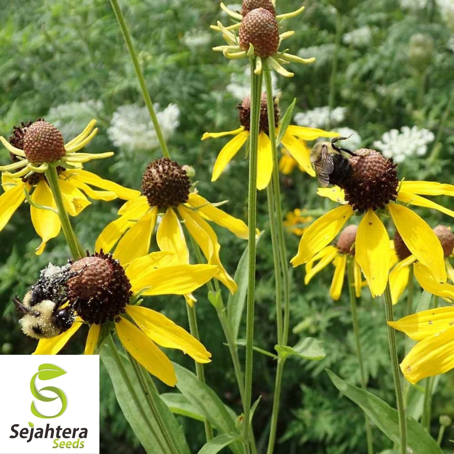 Yellow Prairie Coneflower Seeds 300+ | Ratibida Wildflower USA