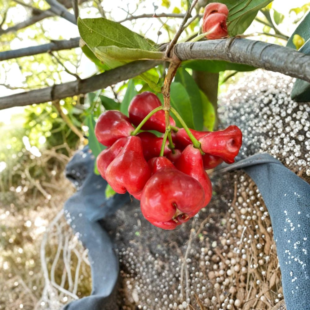 Black Pearl Wax Apple – Syzygium samarangense ‘Black Pearl’ Live Tropical Fruit Tree | 1–2 Feet Tall | Includes 3 Gallon Pot  Dark Glossy Fruit | Crisp & Juicy | Tropical Garden Favorite