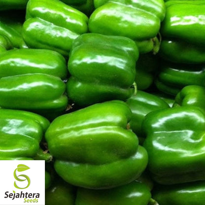 25 Keystone Giant Sweet Pepper Seeds - Non-GMO, Large & Crisp Bell Peppers