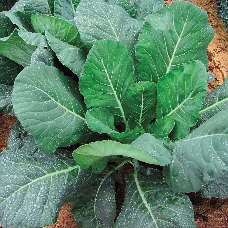 Collards Champion 300 Seeds For Planting