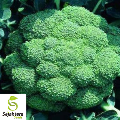 Waltham Broccoli Seeds {Heirloom Non-GMO} 500+ Seeds | Microgreens or Planting