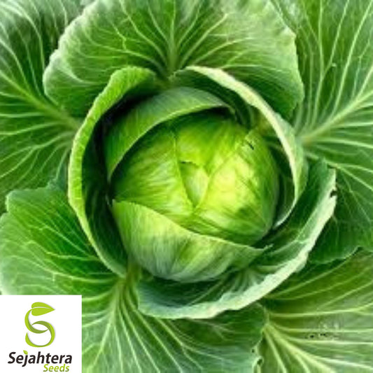 400+ Brunswick Cabbage Seeds - Heirloom, Non-GMO, Cold-Hardy & High-Yield Variety