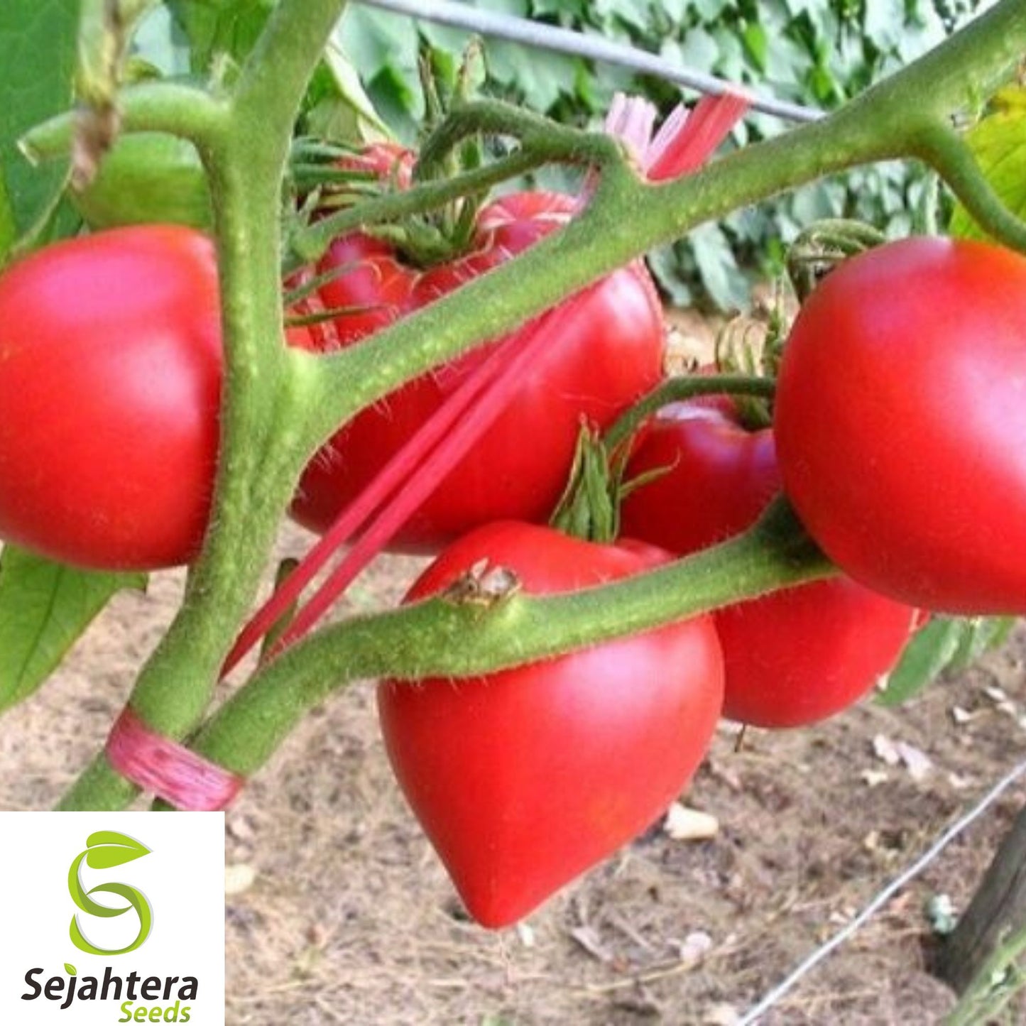 10+ Anna Russian Tomato Seeds - Heirloom, Organic, Non-GMO, Rare & Sweet Flavor