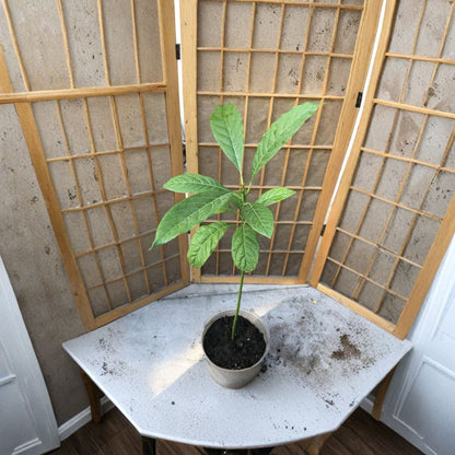 Avocado Tree – Persea americana  Live Avocado Plant | 20 Inches Tall Trimmed • Ready to Plant • No Pot Included