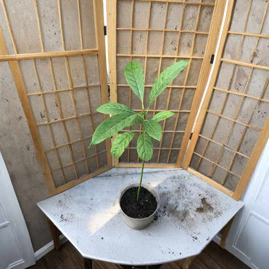 Avocado Tree – Persea americana  Live Avocado Plant | 20 Inches Tall Trimmed • Ready to Plant • No Pot Included