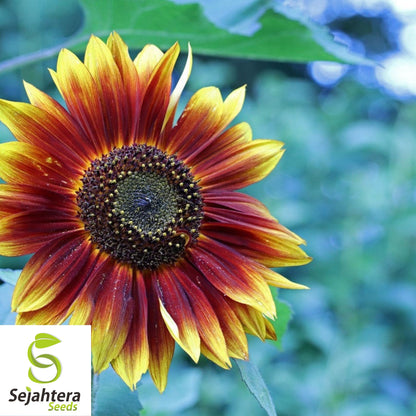 Autumn Beauty Sunflower Seeds - 25+ Non-GMO, Organic, Vibrant & Fresh