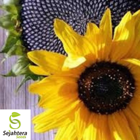 Black Oil Sunflower Seeds - 100+ Heirloom, Non-GMO, High Yield & Fresh