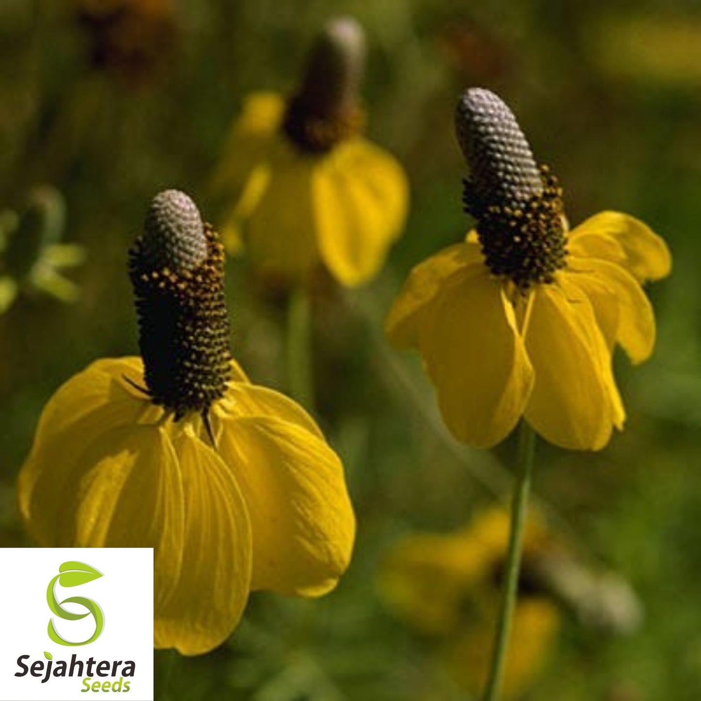 Yellow Prairie Coneflower Seeds 300+ | Ratibida Wildflower USA