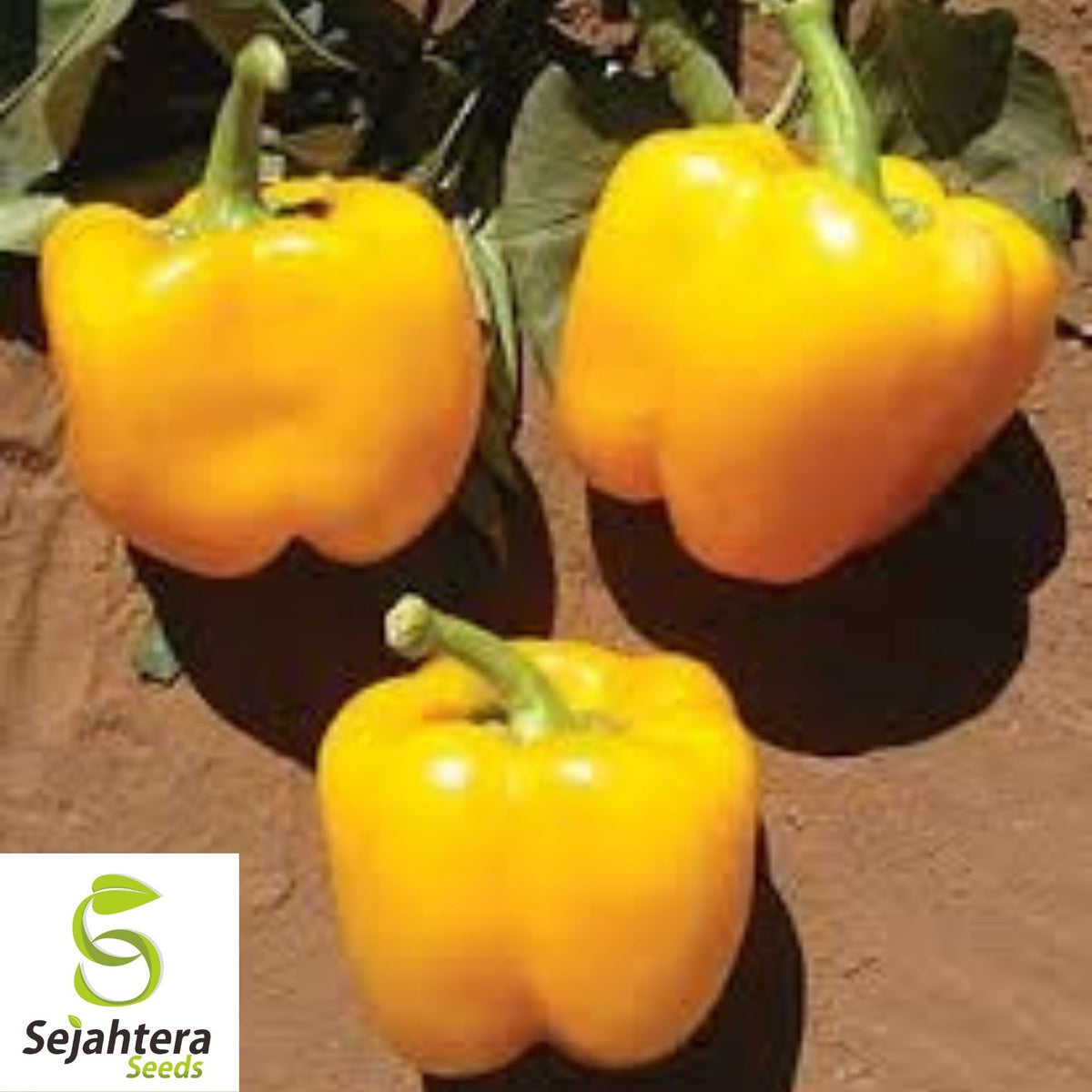 Golden Cal Wonder Bell Pepper Seeds 50+ | Yellow Sweet Vegetable Garden USA