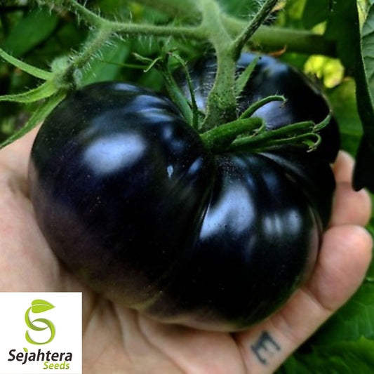 Black Sea Man Tomato Seeds - 30+ Heirloom, Organic, Rare & Flavorful