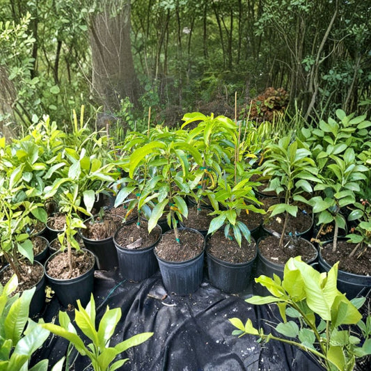 Pineapple Pleasure Mango Tree – Mangifera indica Grafted Live Tree | 2–4 Feet Tall | Rare Tropical Variety  Ultra-Sweet Pineapple Flavor | Fiberless & Juicy | Ships to All States