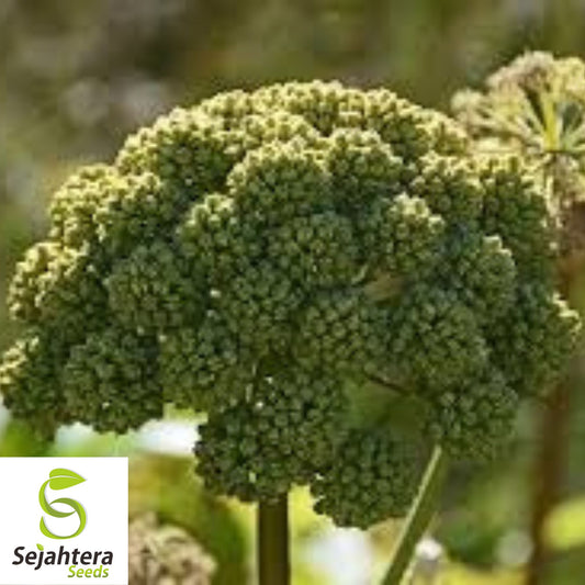 Angelica Great Seeds {Angelica atropurpurea} 80+ Seeds | Perennial Medicinal Herb